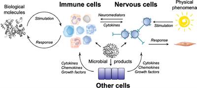 The immune system as a system of relations